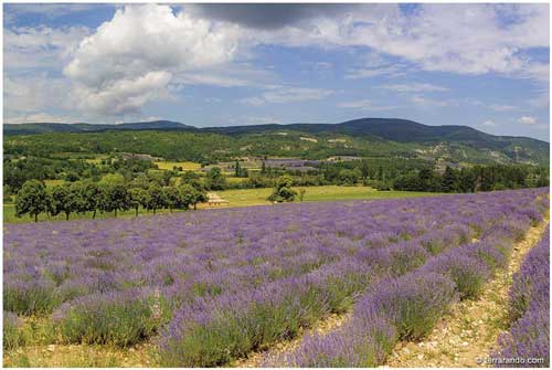 La randonnée de Sault, le chemin des lavandes en Vaucluse