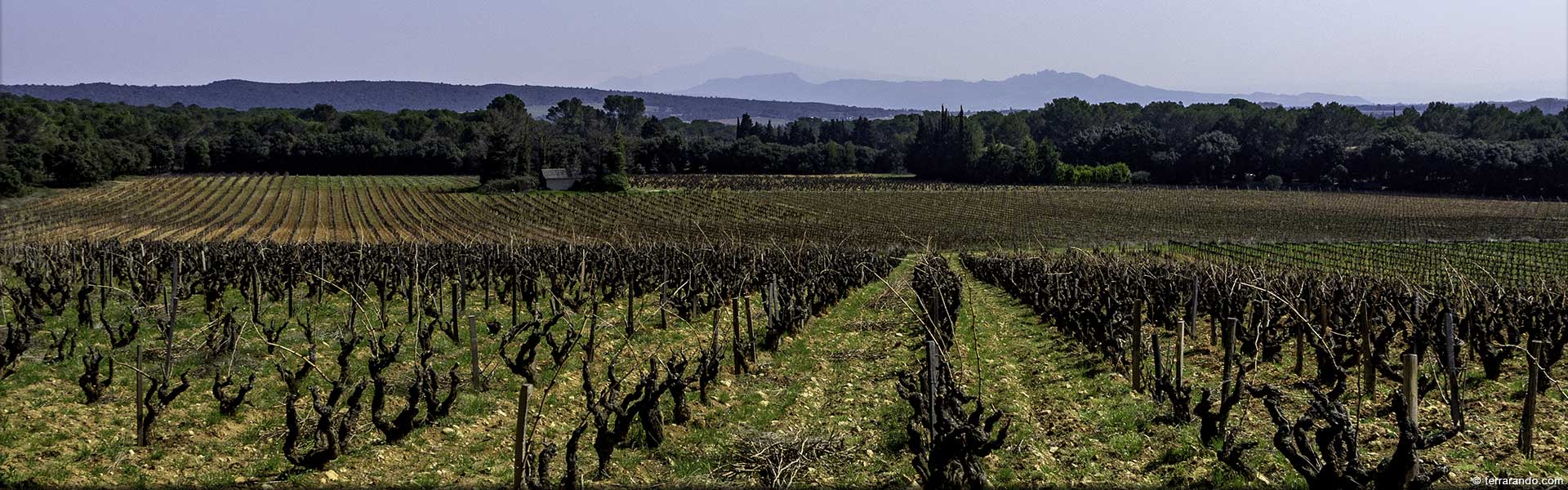 Randonnée de Piolenc dans le massif d'Uchaux