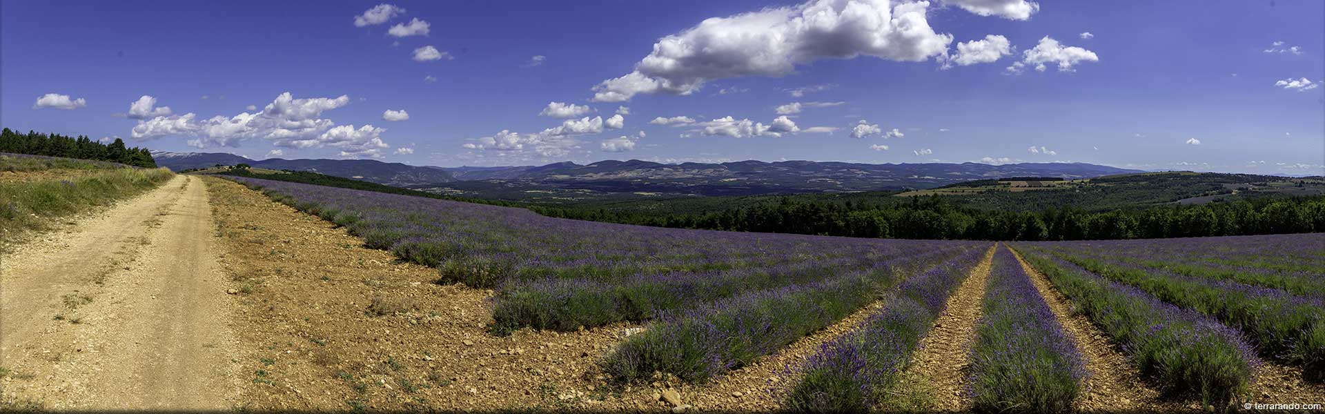 Randonnée de Saint-Christol d'Albion et la plateau d'Albion, le pays de la lavande