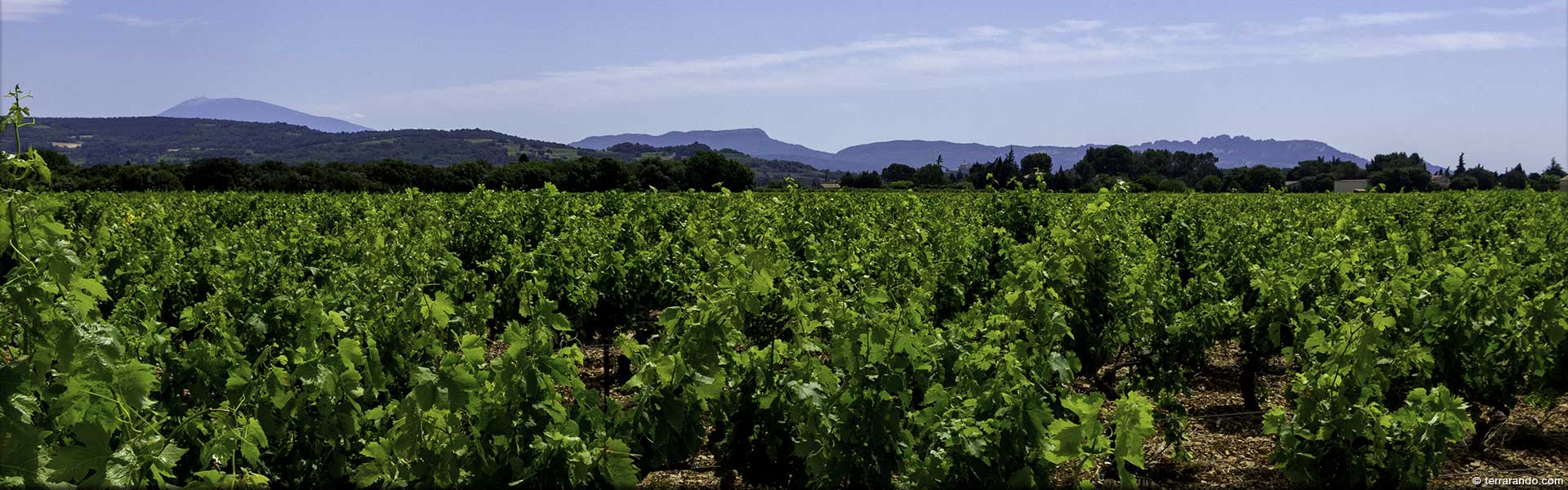 Randonnée de Sainte-Cécile les Vignes et la rivière de l'Aygues