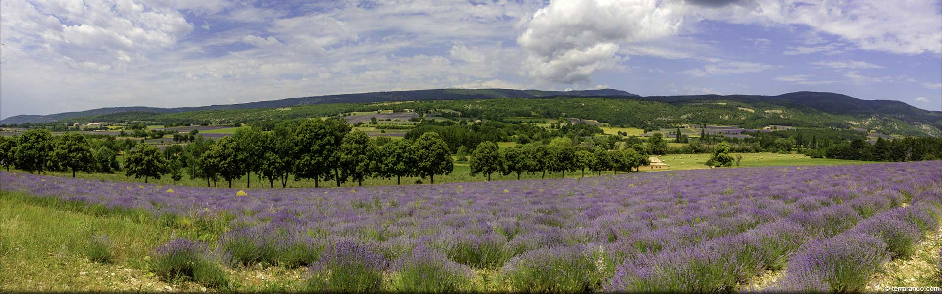 Randonnée pédestre de Sault, le chemin des Lavandes