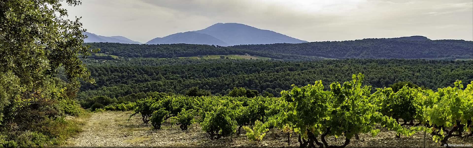 Randonnée pédestre dans le Vaucluse à Vaison la Romaine -La colline de Mars