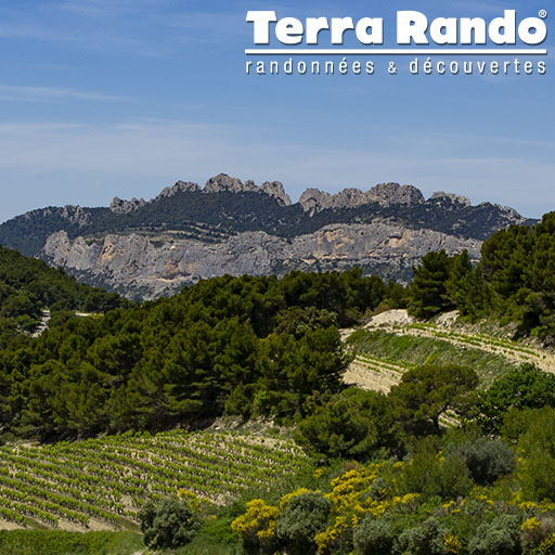 Idées de randonnées pédestres dans les Dentelles de Montmirail